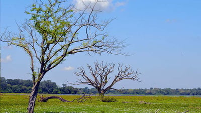 Lahugala