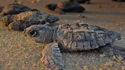Baby Turtle Release