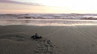 Baby Turtle Release