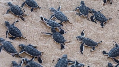 Baby Turtle Release