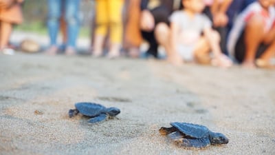 Baby Turtle Release