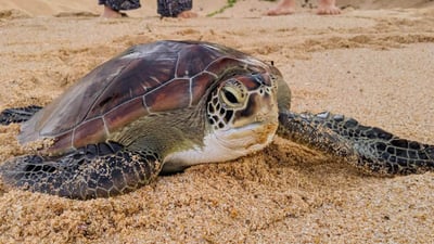 Baby Turtle Release
