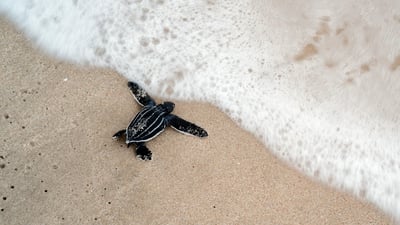 Baby Turtle Release