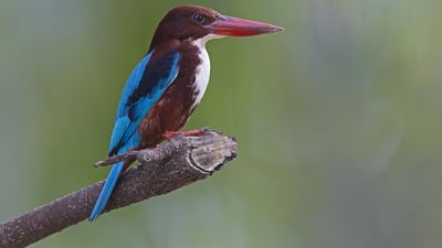 White throated kingfisher