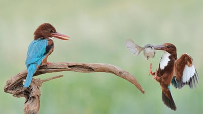White throated kingfisher
