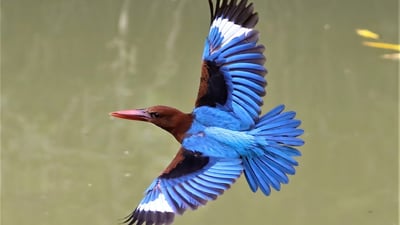 White throated kingfisher