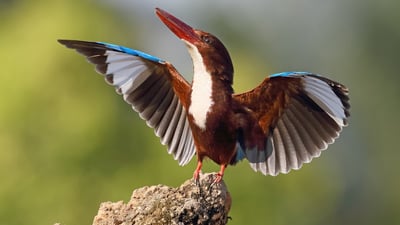 White throated kingfisher