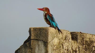 White throated kingfisher