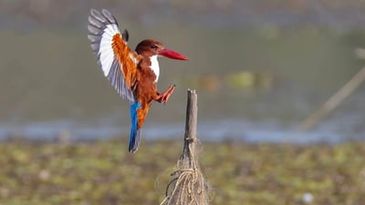 White throated kingfisher