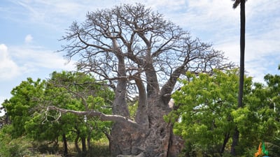 Baobab Tree