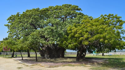 Baobab Tree
