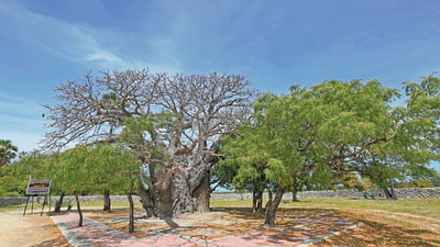 Baobab Tree