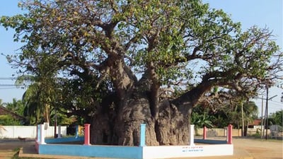 Baobab Tree