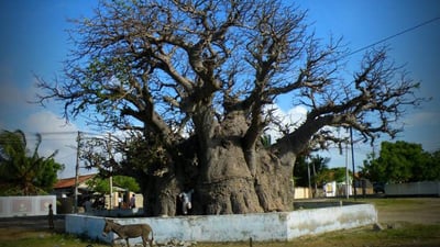 Baobab Tree