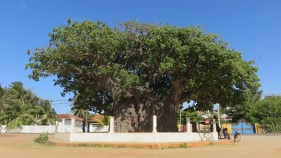 Baobab Tree