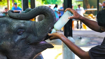 Elephant feeding