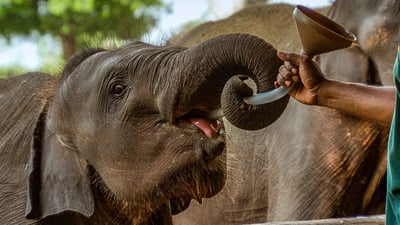 Elephant feeding