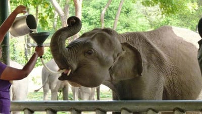 Elephant feeding