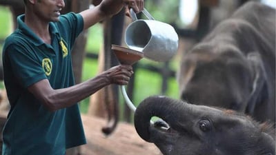 Elephant feeding