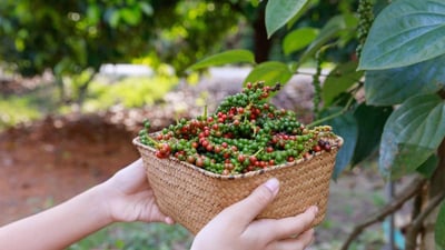 THE BENEFITS OF BLACK PEPPER