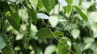 THE BENEFITS OF BLACK PEPPER