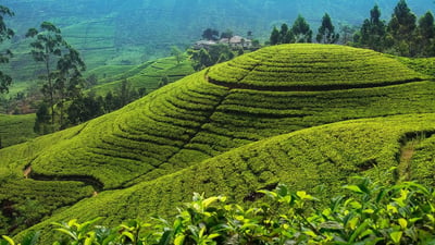 Thanamalwila City