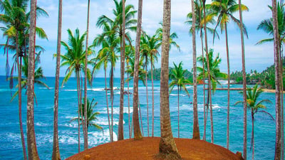 Coconut Tree Hill