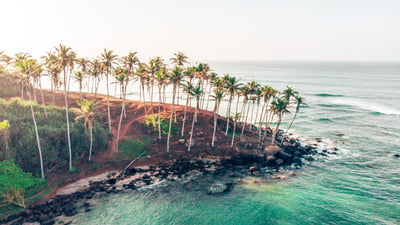 Coconut Tree Hill