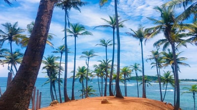 Coconut Tree Hill