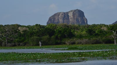 Aligala