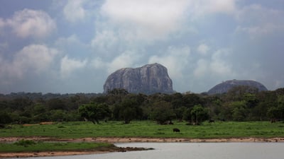Aligala