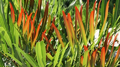 Golden Leather Fern