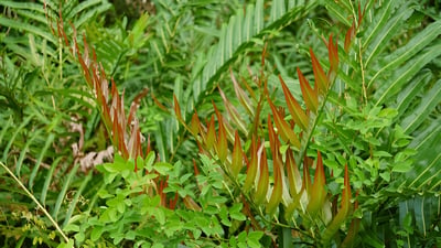Golden Leather Fern