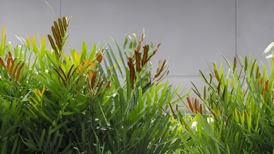 Golden Leather Fern