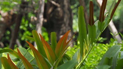 Golden Leather Fern