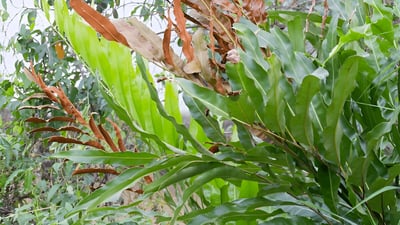 Golden Leather Fern