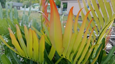 Golden Leather Fern