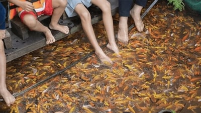 Fish Spa