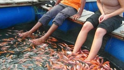 Fish Spa