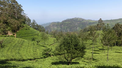 Dambatenne Tea Factory