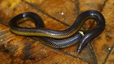 Deraniyagala's Shieldtail