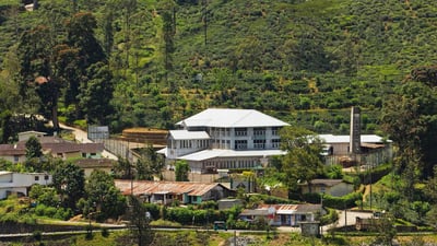 Shannon Tea Estate