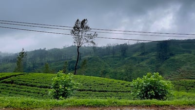 Shannon Tea Estate