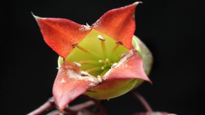 Kalanchoe pinnata