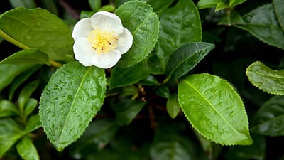Darjeeling Tea