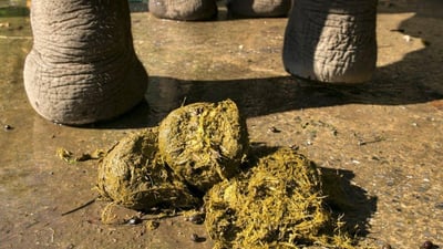 Elephant Dung Paper
