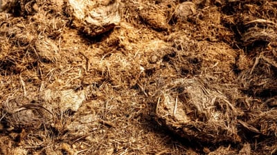 Elephant Dung Paper
