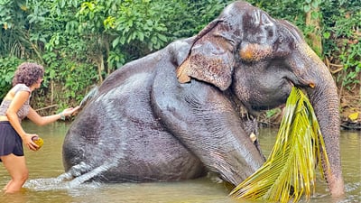 Millennium Elephant Foundation