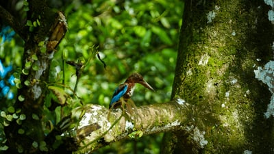 Biodiversity