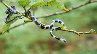 Common Bridal Snak